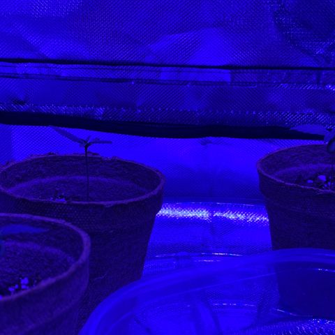 Bruce Banger  #1 growlog timeline photo
