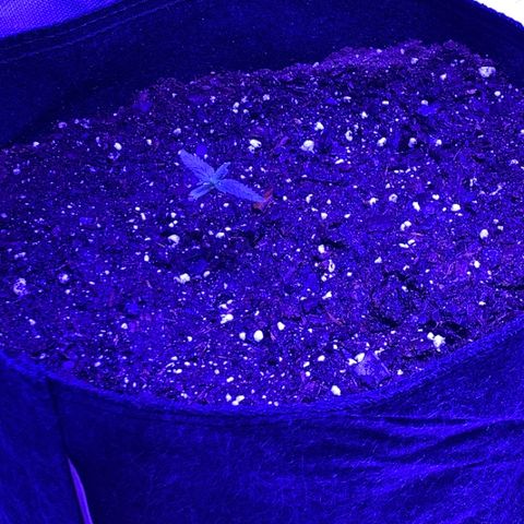 Bruce Banger  #1 growlog photo: Transplanted one. It’s closer to the light because if the final pot but the light is 25.5 inch’s away from the plant.