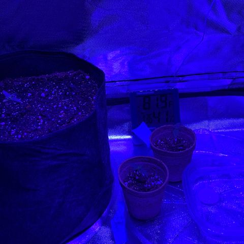 Bruce Banger  #1 growlog timeline photo