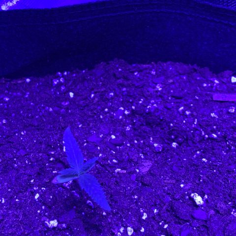 Bruce Banger  #1 growlog timeline photo