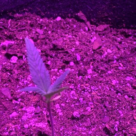 Bruce Banger  #1 growlog timeline photo