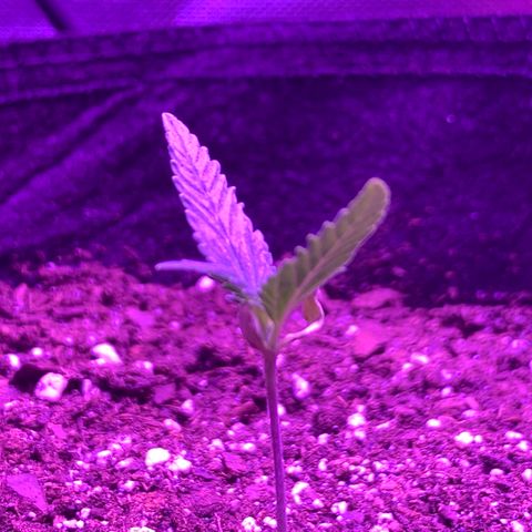 Bruce Banger  #1 growlog timeline photo