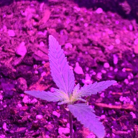 Bruce Banger  #1 growlog timeline photo