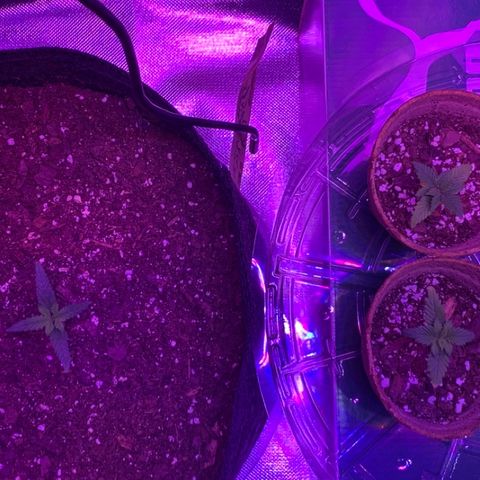 Bruce Banger  #1 growlog timeline photo