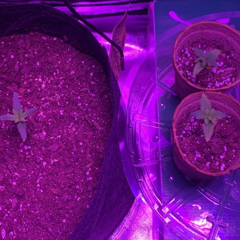 Bruce Banger  #1 growlog timeline photo
