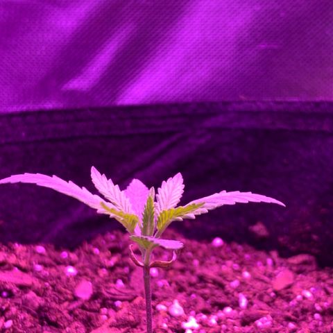 Bruce Banger  #1 growlog timeline photo