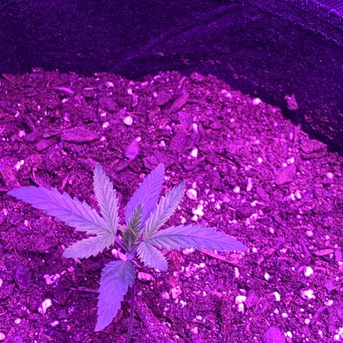 Bruce Banger  #1 growlog timeline photo