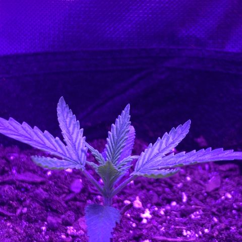 Bruce Banger  #1 growlog timeline photo