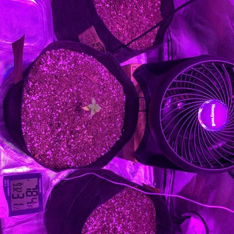 Bruce Banger  #1 growlog timeline photo