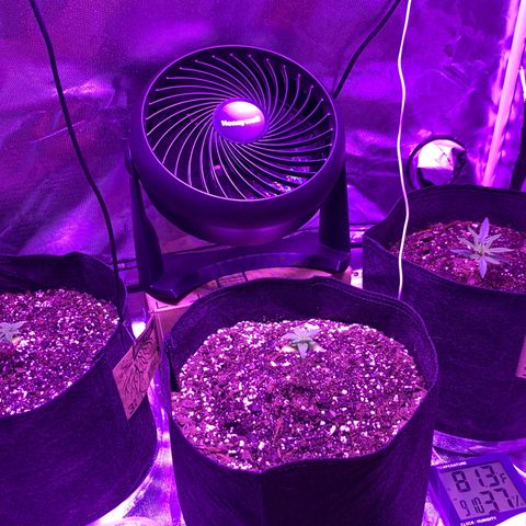 Bruce Banger  #1 growlog photo: After watering. Switched bb1 and phantom cookies placements. 