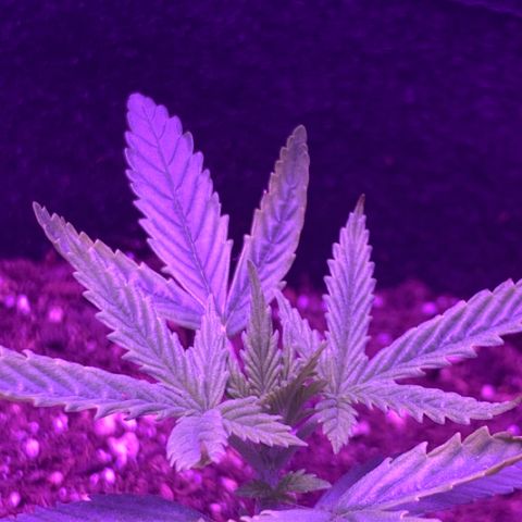 Bruce Banger  #1 growlog timeline photo