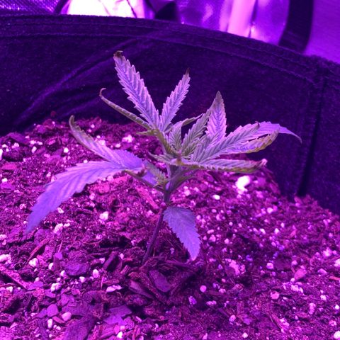 Bruce Banger  #1 growlog timeline photo