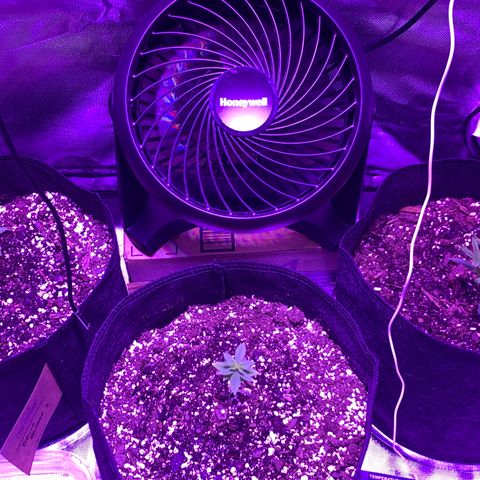 Bruce Banger  #1 growlog timeline photo