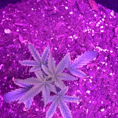 Bruce Banger  #1 growlog timeline photo