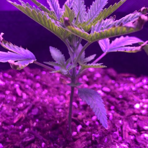 Bruce Banger  #1 growlog timeline photo