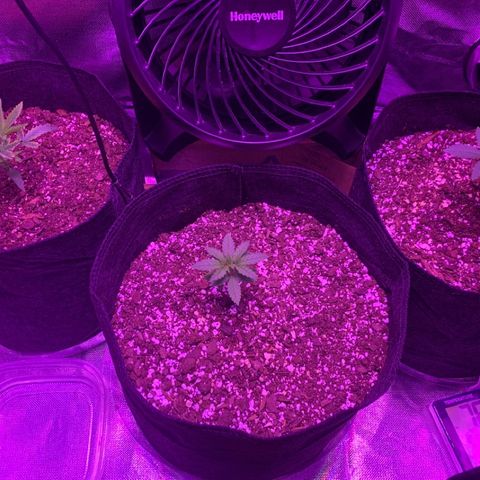 Bruce Banger  #1 growlog timeline photo