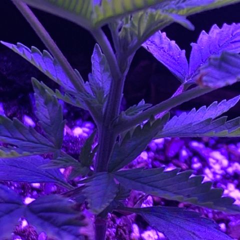 Bruce Banger  #1 growlog timeline photo