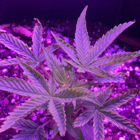 Bruce Banger  #1 growlog timeline photo