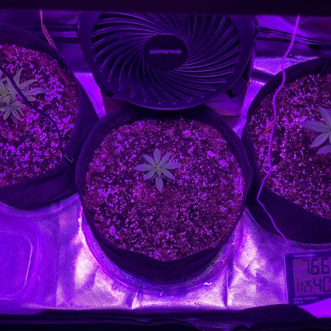 Bruce Banger  #1 growlog timeline photo