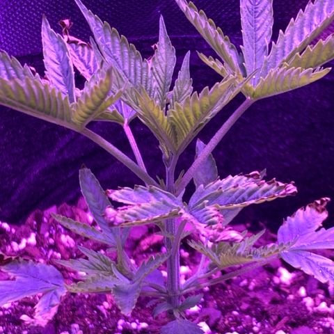 Bruce Banger  #1 growlog timeline photo