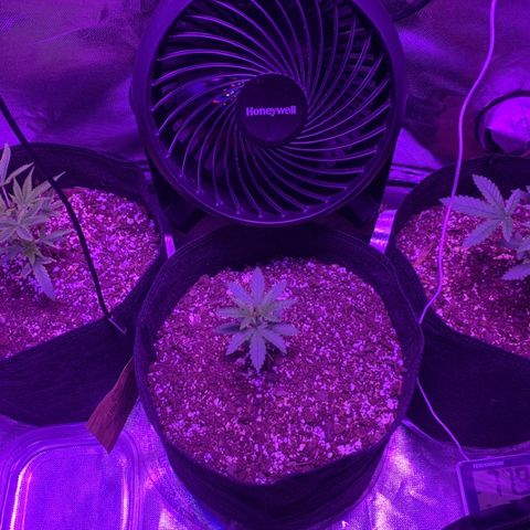 Bruce Banger  #1 growlog timeline photo