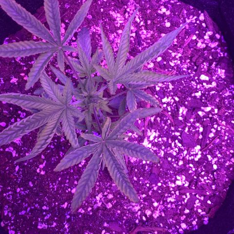 Bruce Banger  #1 growlog timeline photo