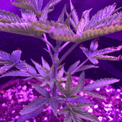 Bruce Banger  #1 growlog timeline photo