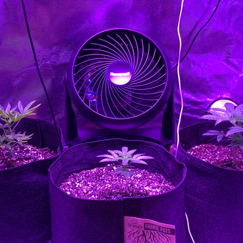 Bruce Banger  #1 growlog photo: Looking good a month officially starting in after a few mistakes. 