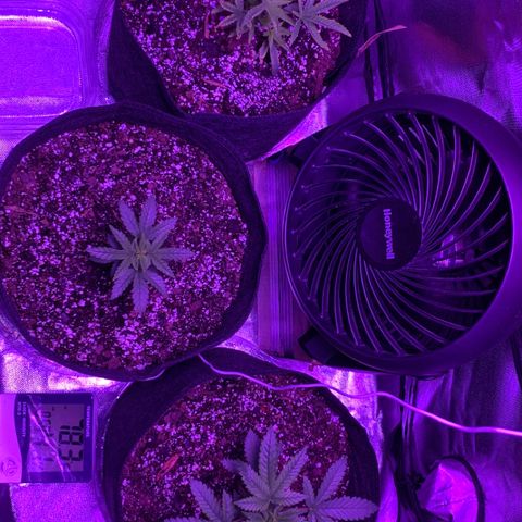 Bruce Banger  #1 growlog photo: Looking good a month officially starting in after a few mistakes. 