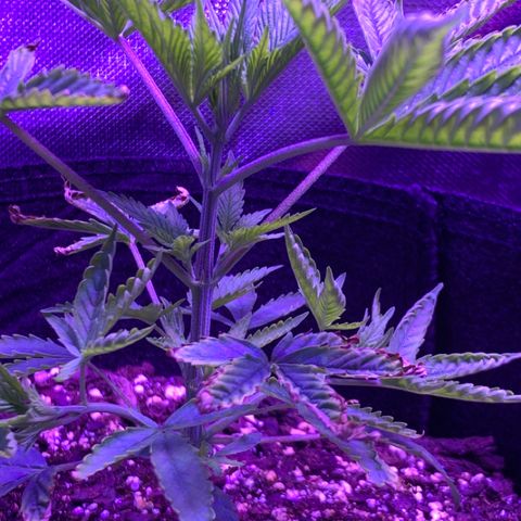 Bruce Banger  #1 growlog timeline photo
