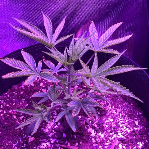 Bruce Banger  #1 growlog timeline photo