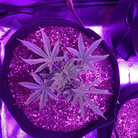 Bruce Banger  #1 growlog timeline photo