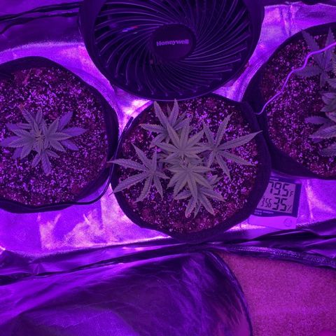 Bruce Banger  #1 growlog photo: After watering 