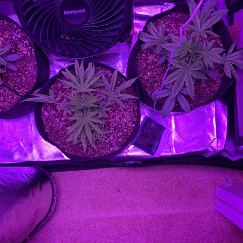 Bruce Banger  #1 growlog timeline photo