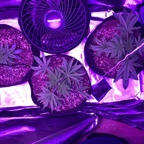 Bruce Banger  #1 growlog timeline photo