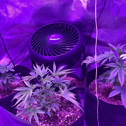 Bruce Banger  #1 growlog timeline photo