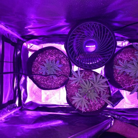 Bruce Banger  #1 growlog timeline photo