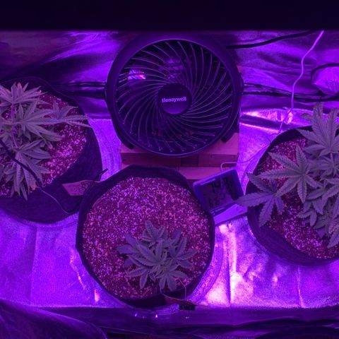 Bruce Banger  #1 growlog timeline photo