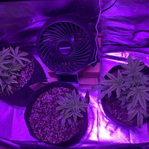Bruce Banger  #1 growlog timeline photo