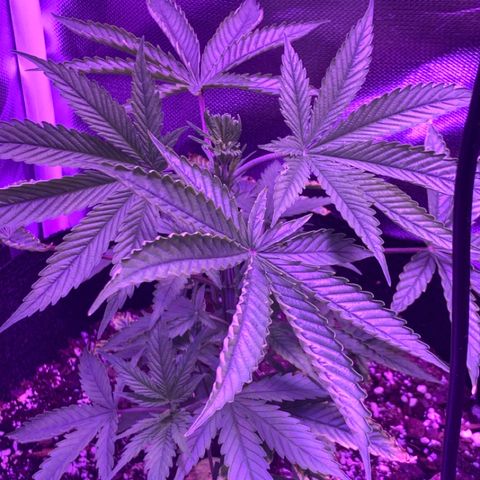 Bruce Banger  #1 growlog timeline photo