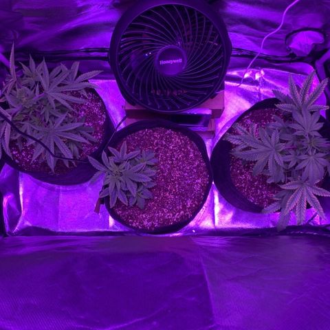 Bruce Banger  #1 growlog timeline photo