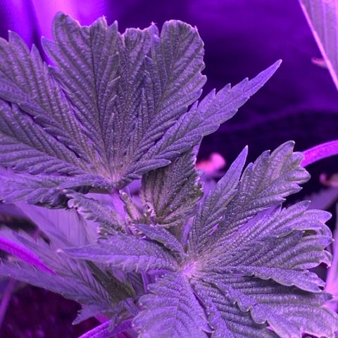Bruce Banger  #1 growlog timeline photo