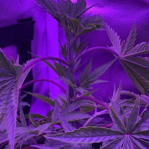 Bruce Banger  #1 growlog timeline photo