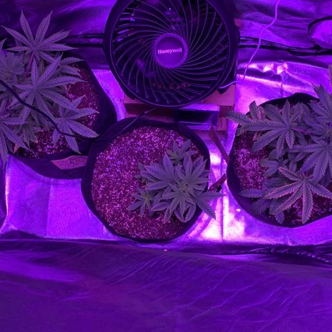 Bruce Banger  #1 growlog timeline photo