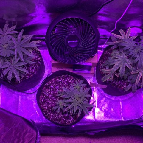 Bruce Banger  #1 growlog timeline photo