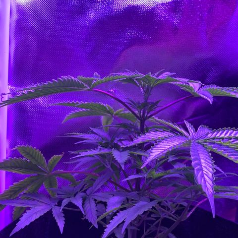 Bruce Banger  #1 growlog timeline photo