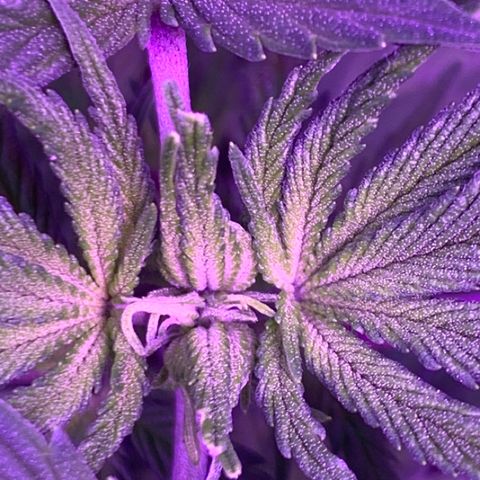 Bruce Banger  #1 growlog timeline photo