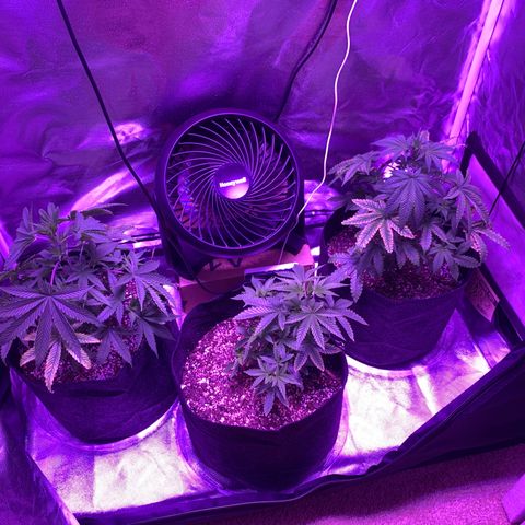 Bruce Banger  #1 growlog timeline photo