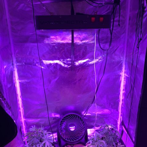 Bruce Banger  #1 growlog timeline photo
