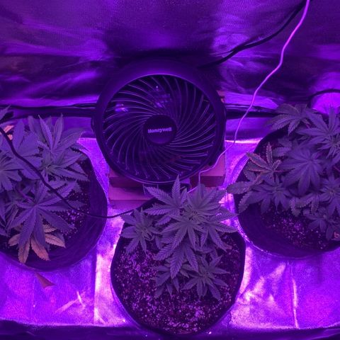 Bruce Banger  #1 growlog timeline photo